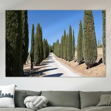 Cipressenlaan in Toscane