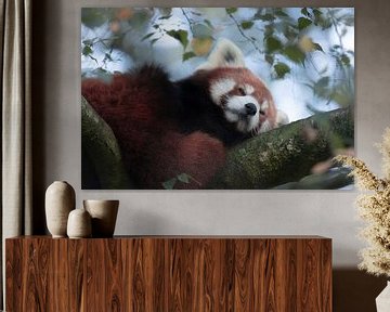 Roter Panda schläft von Lynlabiephotography