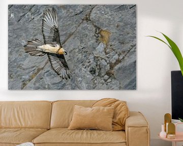 Lammergier ( Gypaetus barbatus ), een van de grootste roofvogels van Europa, in vlucht langs een ste