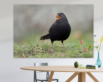 Merel ( Turdus merula ), zingende man, bekende inheemse zangvogel, wilde dieren, Europa... van wunderbare Erde