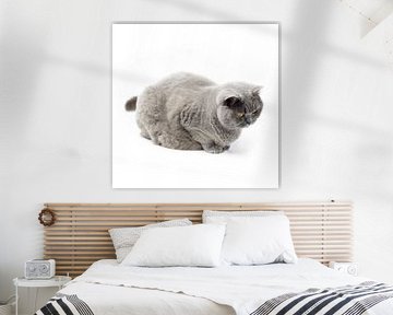 Britse korthaar kat op witte achtergrond 1/5