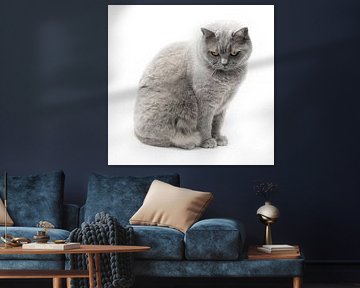 Britse korthaar kat met oranje ogen op witte achtergrond 5/5