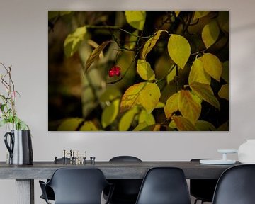 Resten van een vrucht van de Wilde Kardinaalsmuts in de herfst van FotoGraaGHanneke