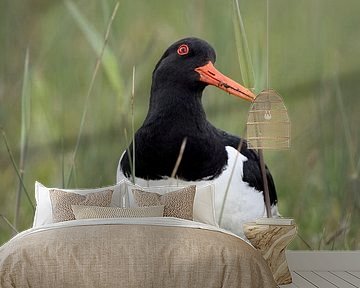 Scholekster ( Haematopus ostralegus ) in typisch vochtig weidegebied, wild, Europa. van wunderbare Erde