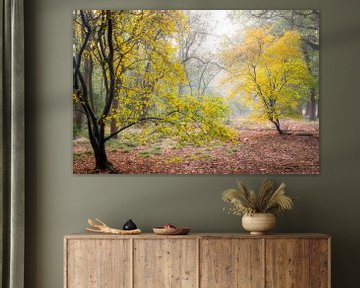 Groseilliers colorés en automne, Utrechtse Heuvelrug, Pays-Bas sur Sjaak den Breeje Natuurfotografie