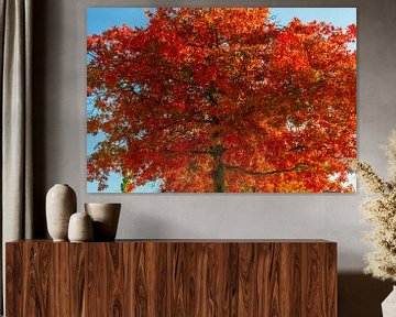 Maple in the fire of autumn by Holger Felix