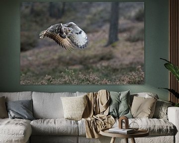 Chouette chevêche du Bengale ( Bubo bengalensis ), chouette en vol, très belle posture des ailes, ph