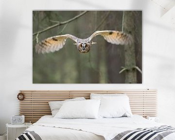 Hibou grand-duc du Bengale ( Bubo bengalensis ) en vol, plan frontal, contact visuel direct attrayan