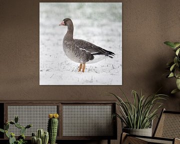 White-fronted Goose ( Anser albifrons ), young bird in winter, standing on farmland, in heavy snowfa by wunderbare Erde