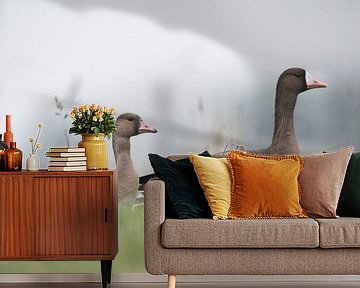 Witkopgans ( Anser albifrons ), overwinterende wilde ganzen , jonge vogel met oude vogel, wilde dier