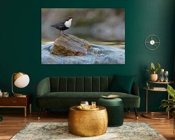 White-throated Dipper ( Cinclus cinclus ) perched high up on a rock in fast flowing water, wildlife, by wunderbare Erde