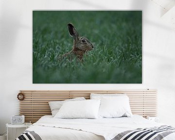 Europese haas (Lepus europaeus), haas vroeg in de ochtend net voor zonsopgang in een jong graanveld,