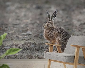 Brown Hare / European Hare ( Lepus europaeus ), strong adult, sitting on a ploughed field, watching, by wunderbare Erde