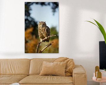 Hibou sur Bertine - love for photography