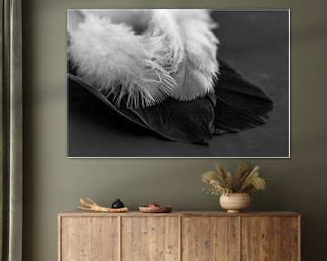 White feathers, black feathers by Hetwie van der Putten