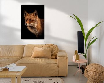 Füchse: Porträt eines Fuchses