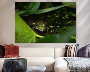 Frog by P Kuipers
