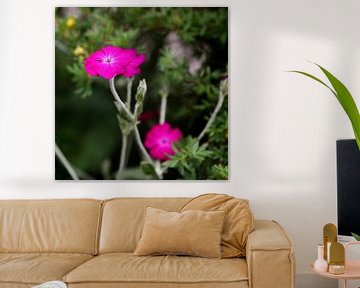Kleine Roze