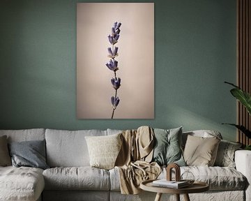 Lavendel: Noch von Immerse Visuals