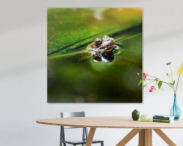 Toad in pond by Sandra Boom