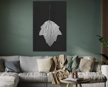 Blad: Alba (zwart-wit)