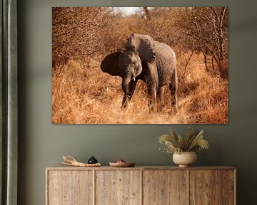 Baby olifant in Sabi Sands Park Zuid-Afrika