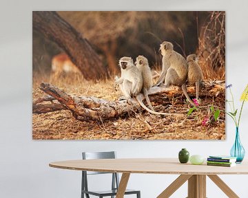 Monkeys on a row in Sabi sands park South Africa by Anne Jannes