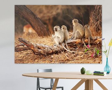 Singes en rang dans le parc de Sabi Sands en Afrique du Sud sur Anne Jannes