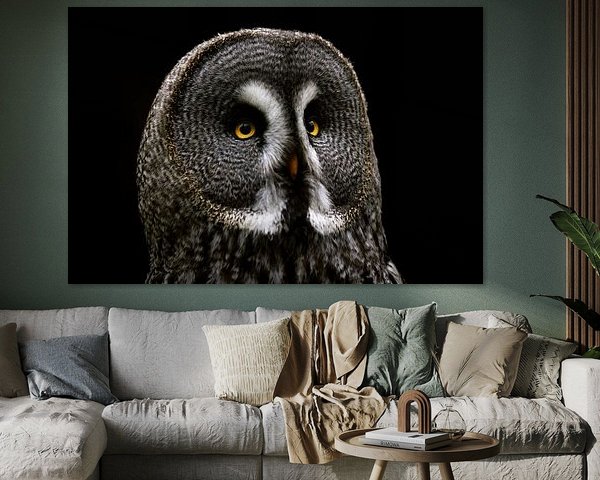 Great Horned Owl - Strix nebulosa