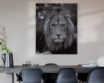 Afrikaanse leeuw (b/w.) van Wouter Van der Zwan