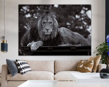 Lion d'Afrique (n/b) sur Wouter Van der Zwan