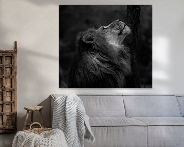 Afrikaanse leeuw in de zon(b/w). van Wouter Van der Zwan