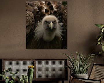 Griffon vulture. by Wouter Van der Zwan