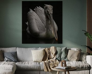 Pelecanus crispus sur Wouter Van der Zwan