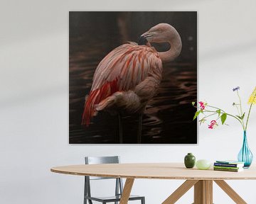 Flamingo. sur Wouter Van der Zwan