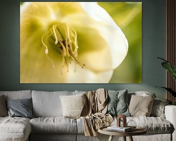 Helleborus Nahaufnahme... (Blume, Nieswurz, Christrose, Frühling) von ElkeS Fotografie