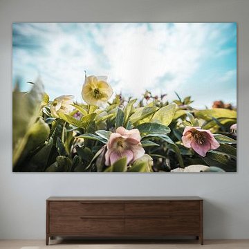 Bloemen vanuit een andere hoek bekeken (bloem, helleborus, hdr)