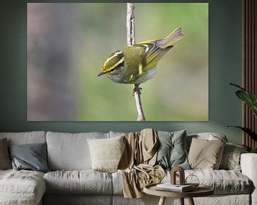 Pallas Boszanger (Phylloscopus proregulus) van Beschermingswerk voor aan uw muur