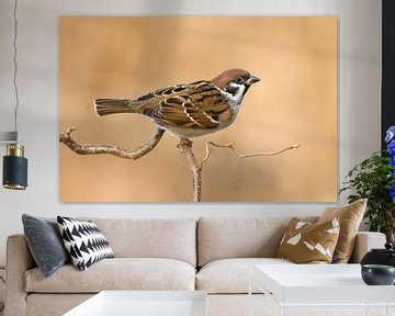 Ring sparrow on hazel by Beschermingswerk voor aan uw muur