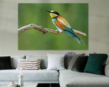 Bee-eater bird on branch