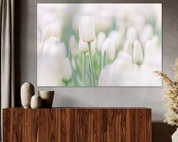 Die weiße Tulpe von Martin Bergsma
