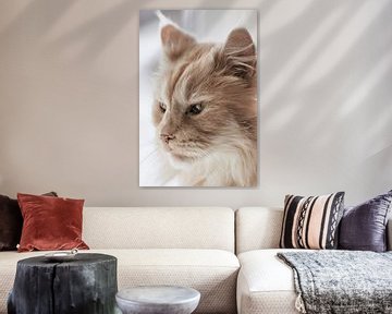 Maine Coon Kat Portret van Thomas Marx