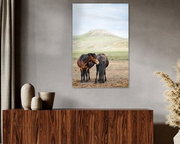Kroelende IJslandse pony's van Marit Hilarius