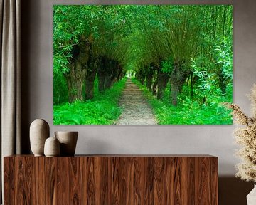 Chemin avec des saules de Pollard le long de celui-ci dans le Rhoonse Grienden sur FotoGraaG Hanneke