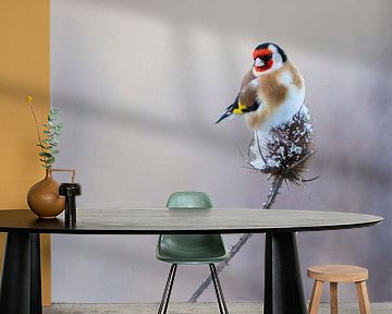 Feather balls II by Daniela Beyer