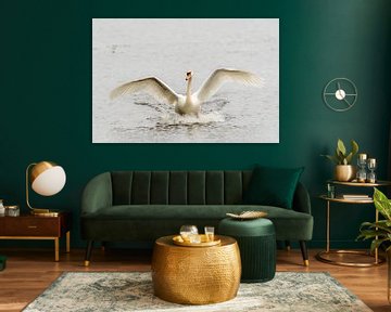 Beautiful swan running over the water by Caroline Pleysier