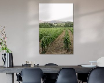 Vignoble dans la campagne toscane | Italie | Photographie de nature sur Mirjam Broekhof