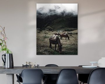 Peruvian horses grazing in the mountains | Peru by Felix Van Leusden