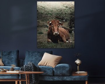 Peruvian cow resting in the mountains | Peru by Felix Van Leusden