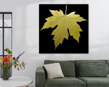 Les feuilles d'automne perdent leur couleur sur Jolanda de Jong-Jansen